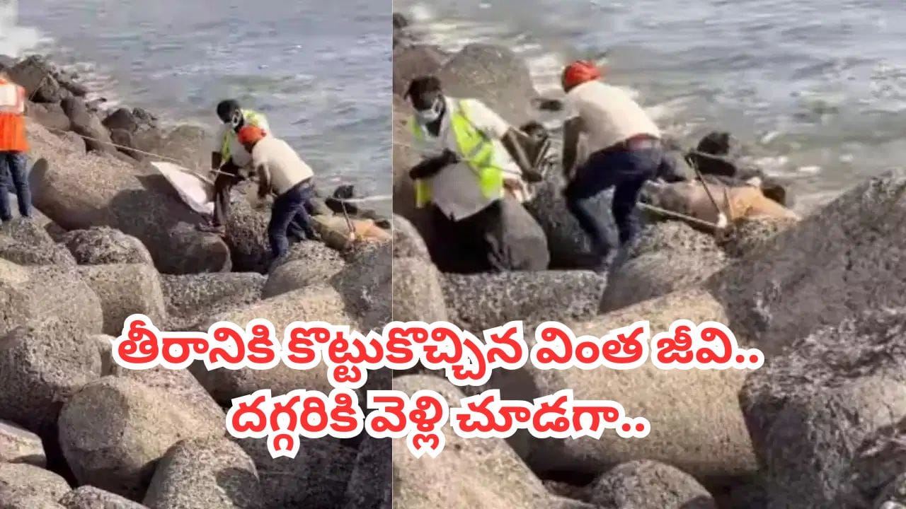 Video: సాయంకాలం సరదాగా బీచ్‌కు వెళ్లిన జనం.. కట్‌చేస్తే.. తీరంలో కనిపించిన వింత జీవి.. దగ్గరకెళ్లి చూడగా..