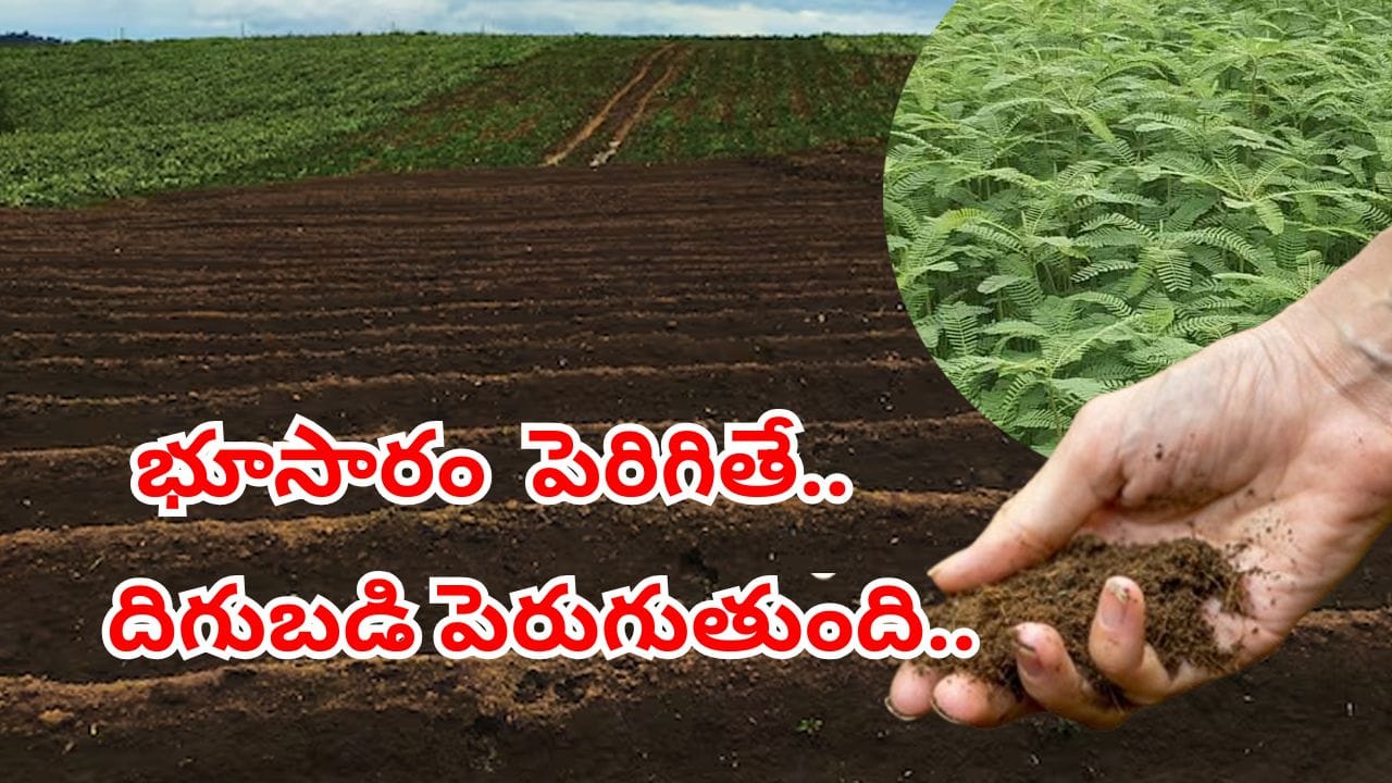 రైతన్నలకు అలర్ట్.. వర్షాలు పడే ముందు ఇలా చేస్తే భూసారం అమాంతం పెరుగుతుంది..