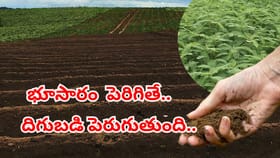 వర్షాలు పడే ముందు ఇలా చేస్తే భూసారం అమాంతం పెరుగుతుంది..