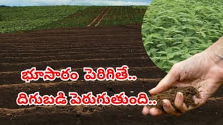 రైతన్నలకు అలర్ట్.. వర్షాలు పడే ముందు ఇలా చేస్తే భూసారం అమాంతం పెరుగుతుంది..