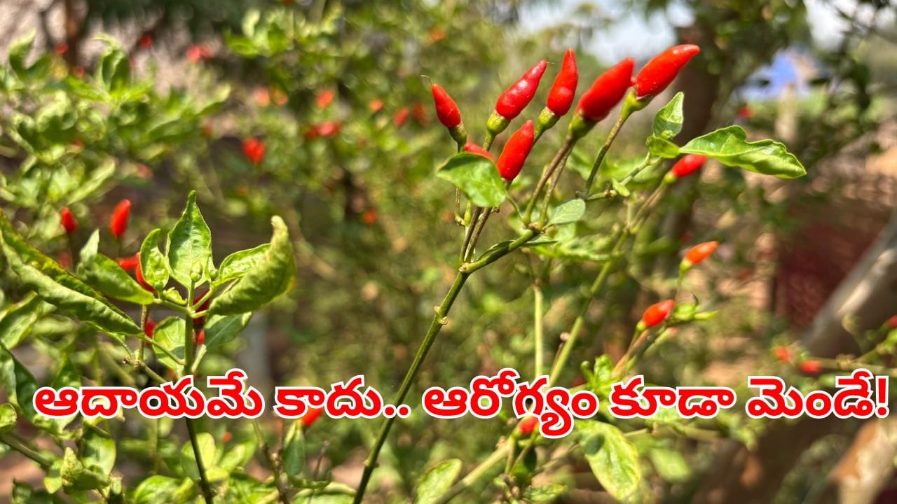 Kanthari Red Chilli: సూది మిరప.. చురుకైన మంట.. ఆదాయపు పంట.. ఎలా సాగు చేయాలంటే?