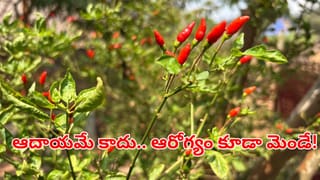 Kanthari Red Chilli: సూది మిరప.. చురుకైన మంట.. ఆదాయపు పంట.. ఎలా సాగు చేయాలంటే?
