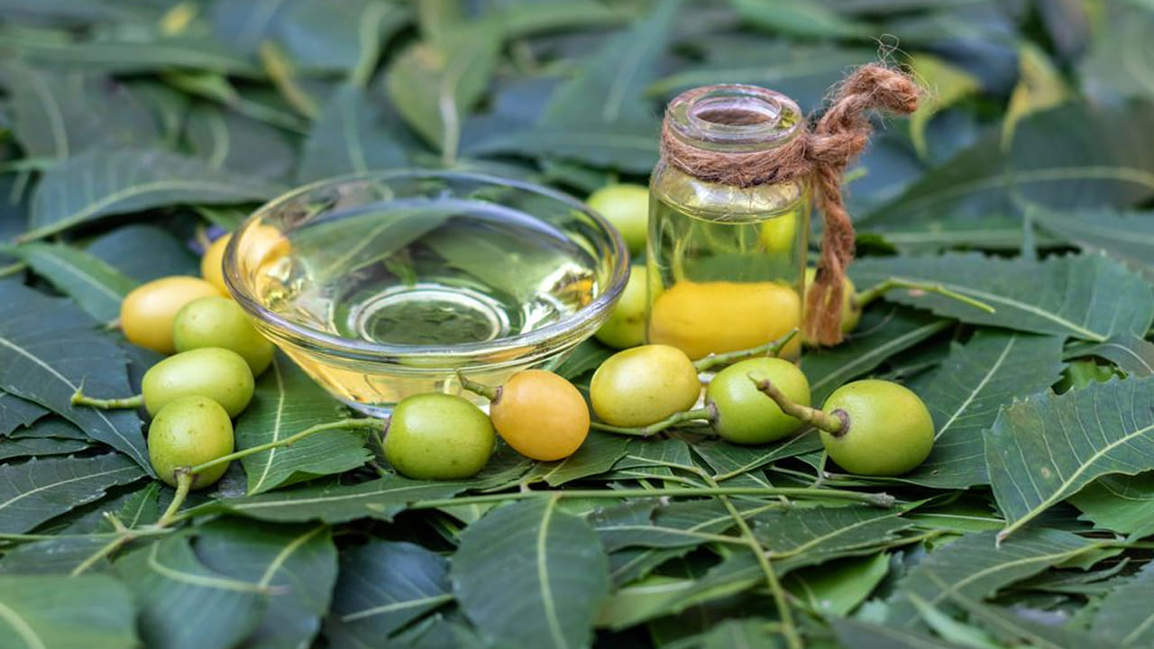 చర్మ, జుట్టు సంరక్షణ: చర్మంపై వచ్చే మొటిమలు, మచ్చలు, సోరియాసిస్, ఎగ్జిమా వంటి సమస్యలకు వేప పండ్ల గుజ్జు మంచి మందుగా పనిచేస్తుంది. అలాగే, తలలో పేలు, చుండ్రు సమస్య ఉన్నవారు ఈ పండ్ల రసాన్ని కుదుళ్లకు పట్టించడం వల్ల జుట్టు ఆరోగ్యంగా, బలంగా పెరుగుతుంది.