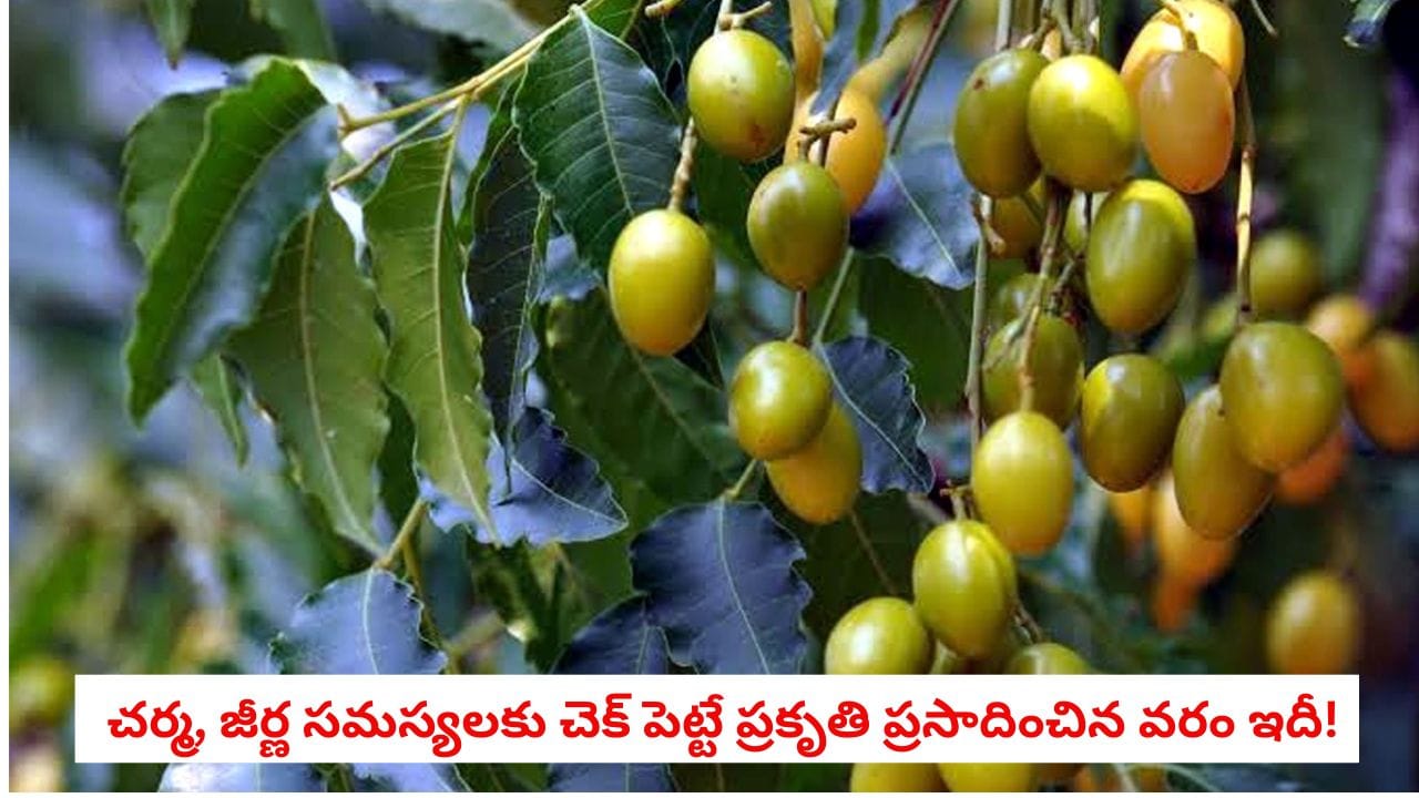 Neem Fruit Benefits: వేప ఆకులే కాదు.. వేప పండుతోనూ బోలెడు లాభాలు! దీని ఔషధ గుణాలు తెలిస్తే అస్సలు వదలరు!