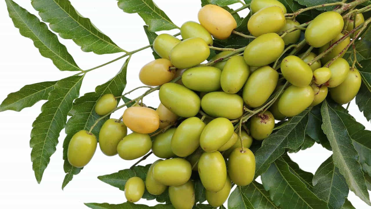 మధుమేహం, కంటి ఆరోగ్యానికి మేలు: డయాబెటిస్ ఉన్న రోగులకు వేప పండ్లు ఒక వరమనే చెప్పాలి. ఇవి రక్తంలో చక్కెర స్థాయిలను (Blood Sugar Levels) నియంత్రణలో ఉంచడానికి ఎంతగానో తోడ్పడతాయి. అలాగే, వయసు పెరగడం వల్ల వచ్చే కంటి సమస్యలను నివారించడంలో వేప పండ్లు సహాయపడతాయి. వీటిలో ఉండే పోషకాలు కంటి చూపును మెరుగుపరచడమే కాకుండా, కంటి ఇన్ఫెక్షన్లను తగ్గిస్తాయి.