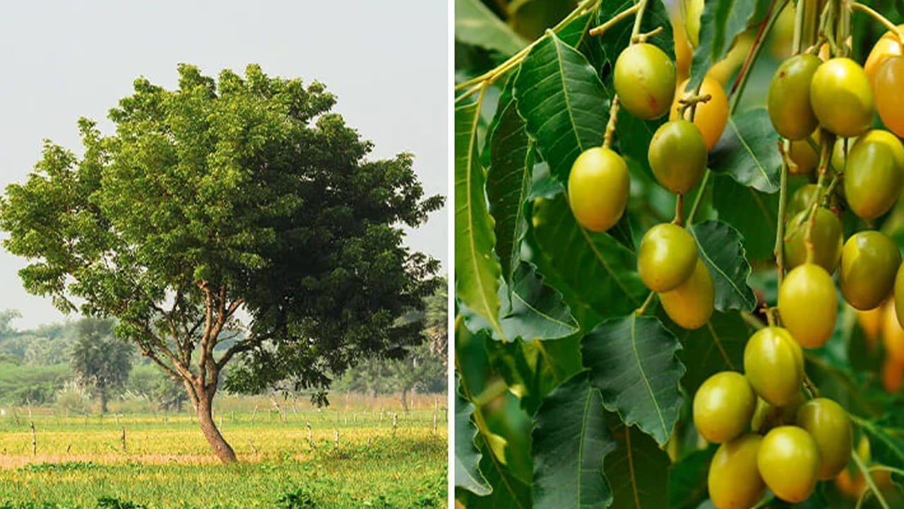 జ్వరాల నుండి ఉపశమనం: మలేరియా, డెంగ్యూ లేదా సాధారణ వైరల్ జ్వరాలు వచ్చినప్పుడు వేప పండ్ల రసం లేదా పొడిని తీసుకోవడం వల్ల శరీర ఉష్ణోగ్రత అదుపులోకి వస్తుంది. ఇది శరీరంలోని హానికరమైన టాక్సిన్లను బయటకు పంపడానికి సహాయపడుతుంది.