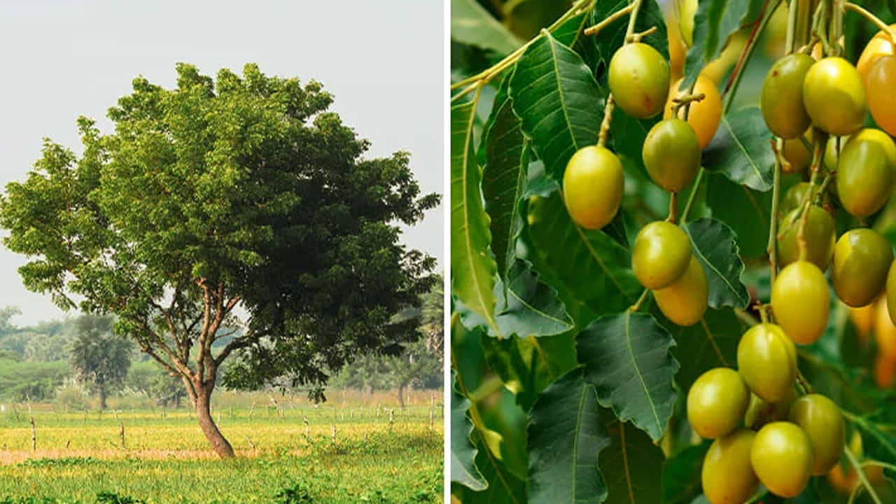 జ్వరాల నుండి ఉపశమనం: మలేరియా, డెంగ్యూ లేదా సాధారణ వైరల్ జ్వరాలు వచ్చినప్పుడు వేప పండ్ల రసం లేదా పొడిని తీసుకోవడం వల్ల శరీర ఉష్ణోగ్రత అదుపులోకి వస్తుంది. ఇది శరీరంలోని హానికరమైన టాక్సిన్లను బయటకు పంపడానికి సహాయపడుతుంది.