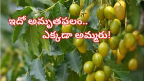 ఇది పండుకానీ పండు.. కనిపిస్తే వదలకండి.. ఆ రోగాలకు సూపర్ మెడిసిన్!
