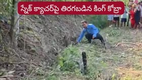 వామ్మో.. స్నేక్ క్యాచర్‌పై దూసుకెళ్లిన కింగ్ కోబ్రా..