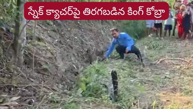 వామ్మో.. స్నేక్ క్యాచర్‌పై దూసుకెళ్లిన కింగ్ కోబ్రా..