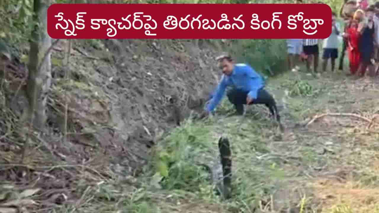 Viral Video: స్నేక్ క్యాచర్పై దూసుకెళ్లిన కింగ్ కోబ్రా.. వీడియో చూస్తే గుండె గుభేల్..!