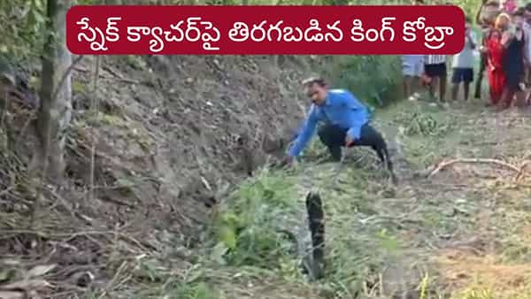 Viral Video: స్నేక్ క్యాచర్పై దూసుకెళ్లిన కింగ్ కోబ్రా.. వీడియో చూస్తే గుండె గుభేల్..!