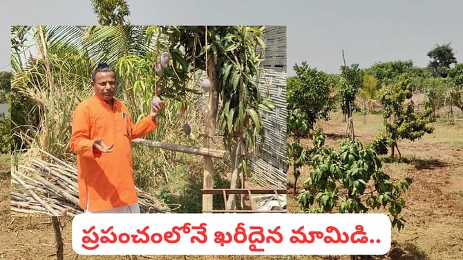 మియాజాకీ కేరాఫ్ నిర్మల్! ఒక్కో పండు 50 వేలపైనే.. కిలో లక్షల్లో..