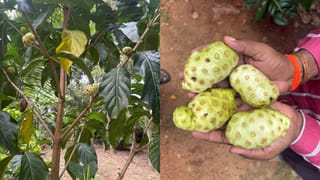 Noni Fruit: సర్వరోగ నివారిణి.. ఈ ఒక్క పండుతో.. ఆ సమస్యలన్నీ ఇట్టే పరార్..