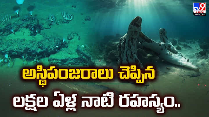 అస్థిపంజరాలు చెప్పిన లక్షల ఏళ్ల నాటి రహస్యం.. అస్థిపంజరాలు చెప్పిన లక్షల ఏళ్ల నాటి రహస్యం..