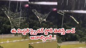 పొద్దున్నే గూడు కట్టిరాత్రికి తినేసే ఈ స్పైడర్ హిస్టరీ తెలుసా?