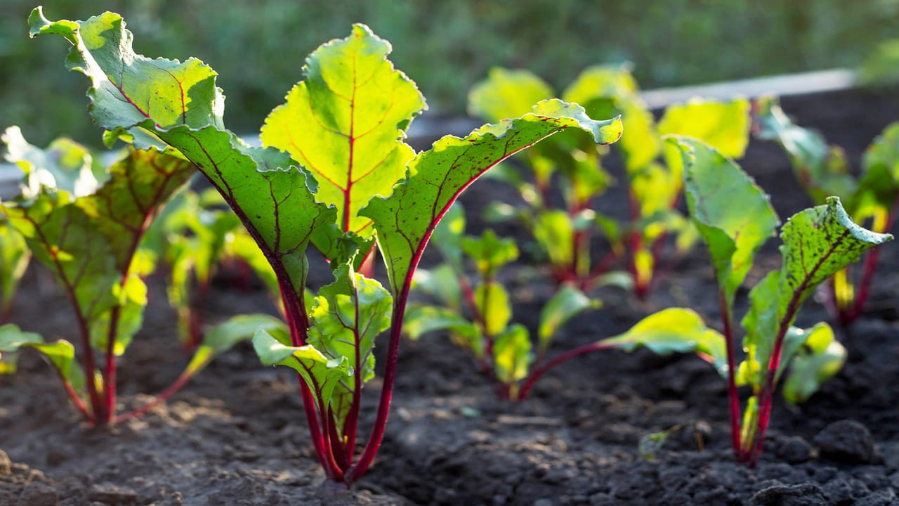 మట్టి మిశ్రమం (Potting Mix) తయారీ: బీట్రూట్ పెంపకానికి మట్టి చాలా గుల్లగా, మెత్తగా ఉండాలి. గట్టి మట్టి ఉంటే దుంపలు సరిగ్గా ఊరవు. 40శాతం సాధారణ తోట మట్టి, 40 వర్మీ కంపోస్ట్ లేదా బాగా మాగిన పశువుల ఎరువు, 20శాతం కోకోపీట్ కలిపి కుండీలను నింపాలి. ఈ మిశ్రమం మొక్క వేర్లకు గాలి ఆడేలా చేసి, తేమను సమంగా ఉంచుతుంది.