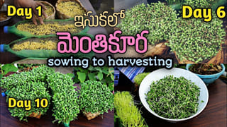 పాములకు శత్రువు.. అడవుల యోధుడు.. ముంగిస గురించి ఆసక్తికర విషయాలు