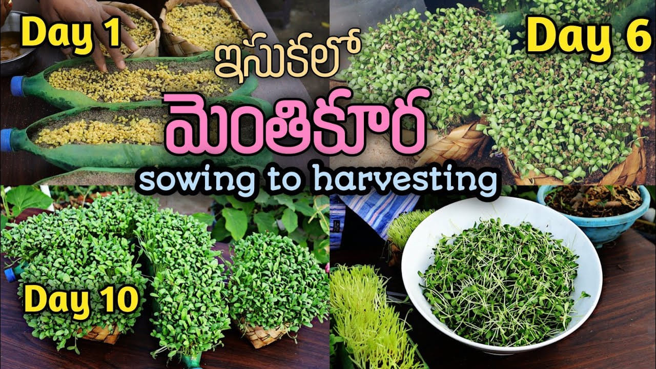 ఇసుకలో ఇలా ఈజీగా మెంతికూర పెంచుకోవచ్చు.. ఎలా అంటే..?