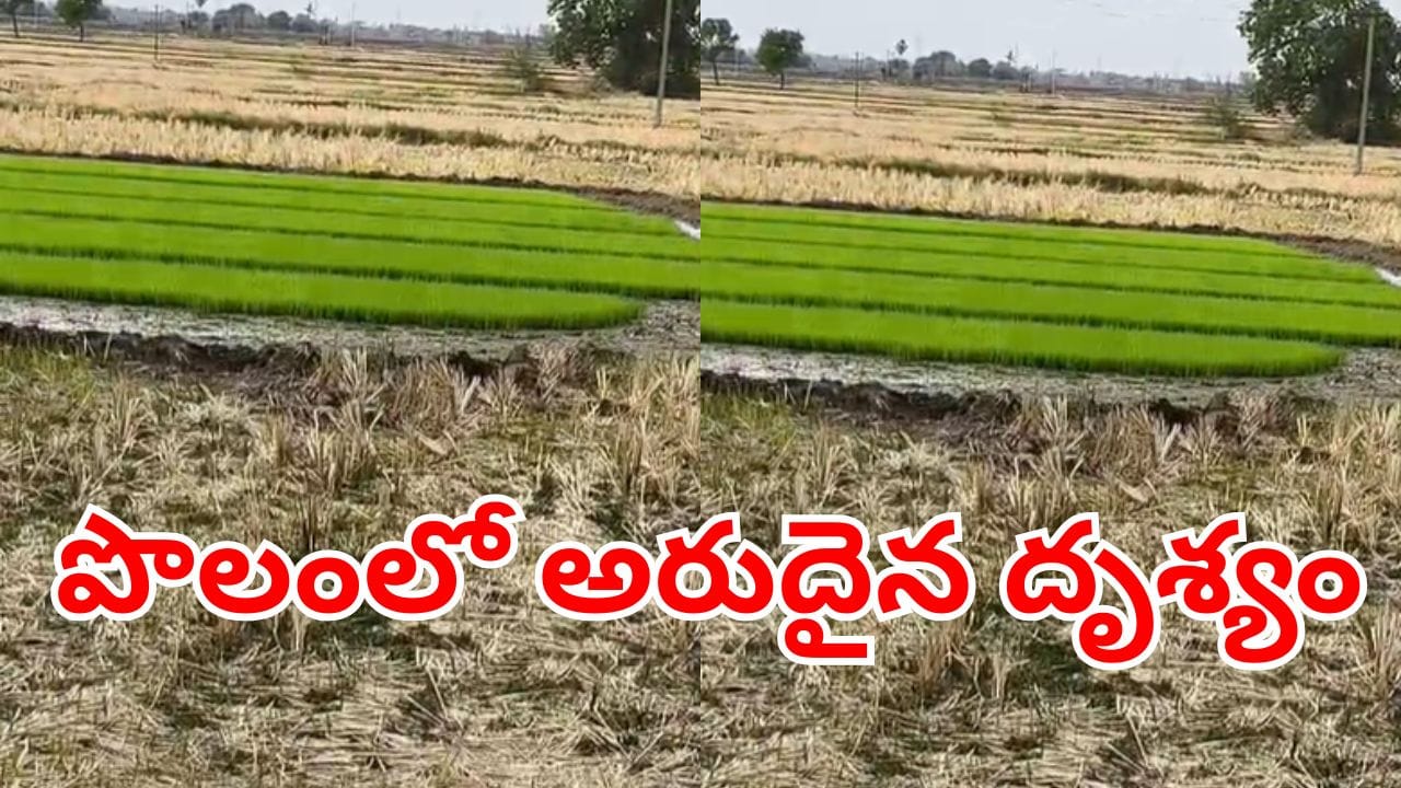 Viral Video: నారు చూసేందుకు ఉదయాన్నే పొలానికి వెళ్లిన రైతు.. అక్కడ కనిపించింది చూసి..