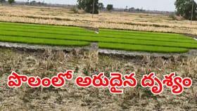 నారు చూసేందుకు ఉదయాన్నే పొలానికి వెళ్లిన రైతు.. కనిపించింది చూసి