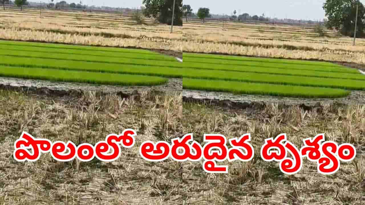 Viral Video: నారు చూసేందుకు ఉదయాన్నే పొలానికి వెళ్లిన రైతు.. అక్కడ కనిపించింది చూసి..