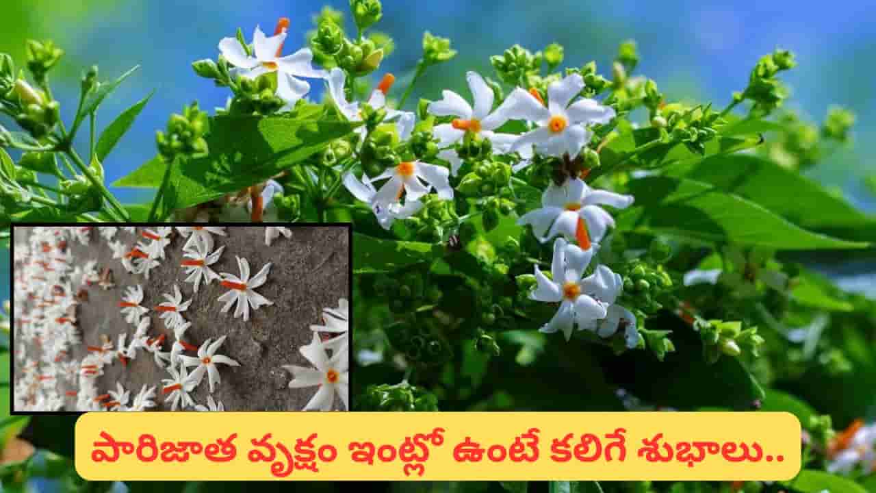 పారిజాత పుష్పాలతో పూజ ఎందుకు ప్రత్యేకం? కిందపడిన పువ్వులనే ఎందుకు సమర్పించాలి?