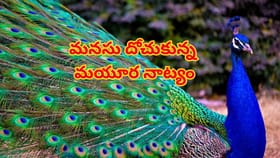 రద్దీ రోడ్డుపై ప్రకృతి వింత.. వర్షంలో పింఛం విప్పి ఆడిన నెమలి