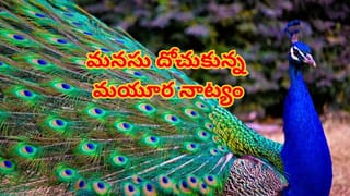 రద్దీ రోడ్డుపై ప్రకృతి వింత.. ముసురు వర్షంలో పింఛం విప్పి ఆడిన నెమలి.. ఏముంది మామ సీన్‌!