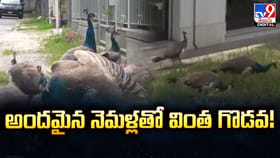 వింత గొడవ.. పట్టణాన్ని ముప్పుతిప్పలు పెడుతున్న నెమళ్లు