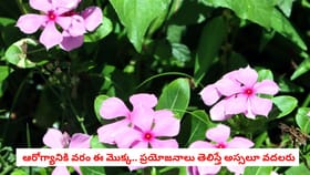 ఆరోగ్యానికి వరం ఈ మొక్క.. ప్రయోజనాలు తెలిస్తే అస్సలూ వదలరు