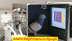 మెడికల్ AI రీసెర్చ్‌లో పావురాలు ఏం చేస్తున్నాయ్
