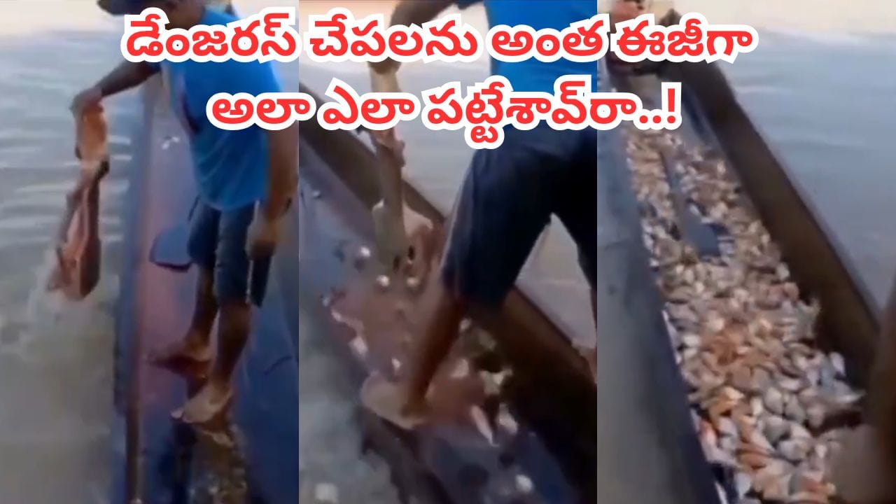 Video: ఎవర్రా నువ్వు.. ప్రపంచంలోనే డేంజరస్ చేపలు ఇవి.. ఎంత సింపుల్‌గా పట్టేశాడో చూడండి..!
