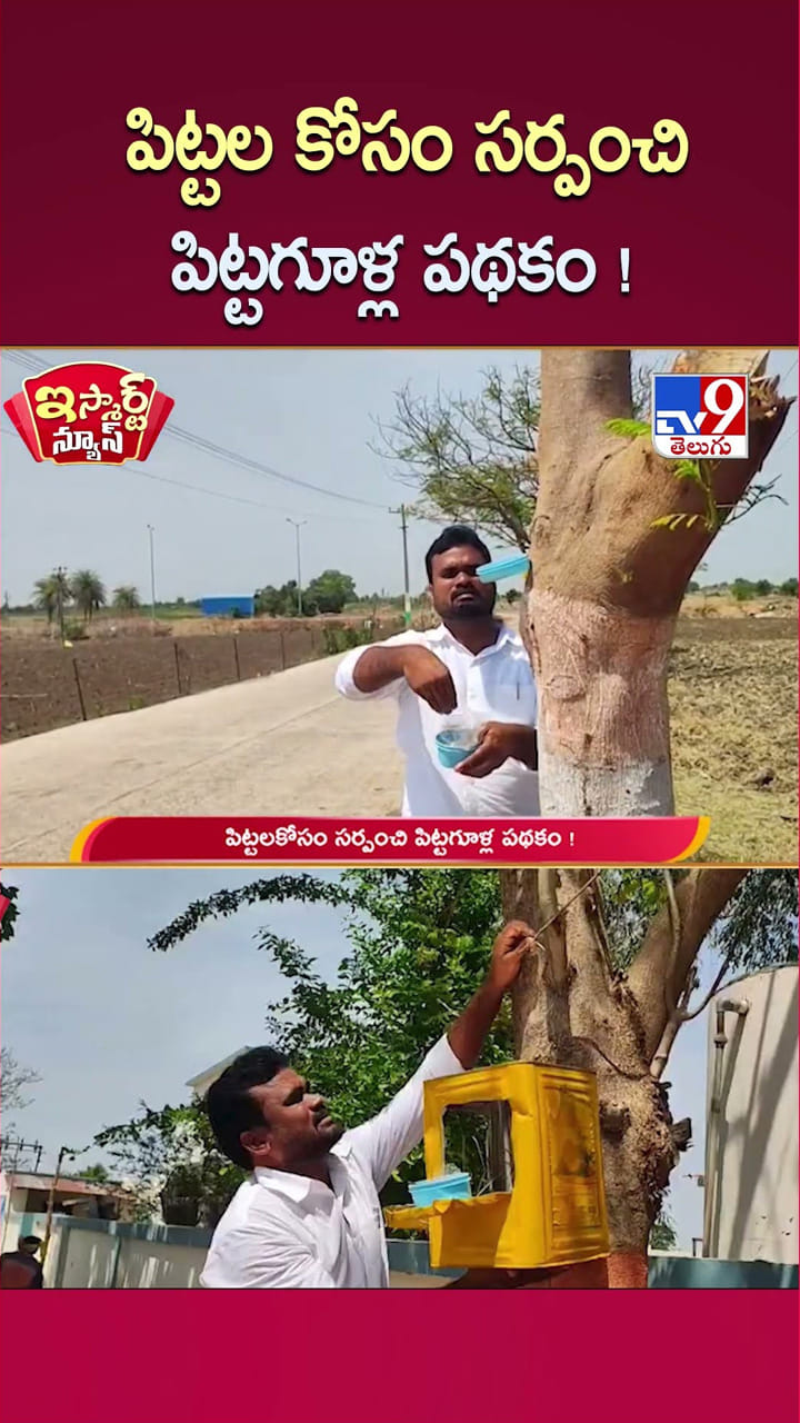 పిట్టల కోసం సర్పంచి పిట్టగూళ్ల పథకం!