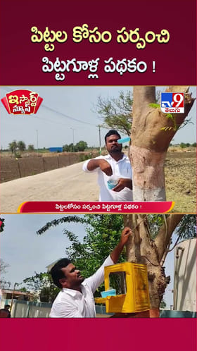 పిట్టల కోసం సర్పంచి పిట్టగూళ్ల పథకం!