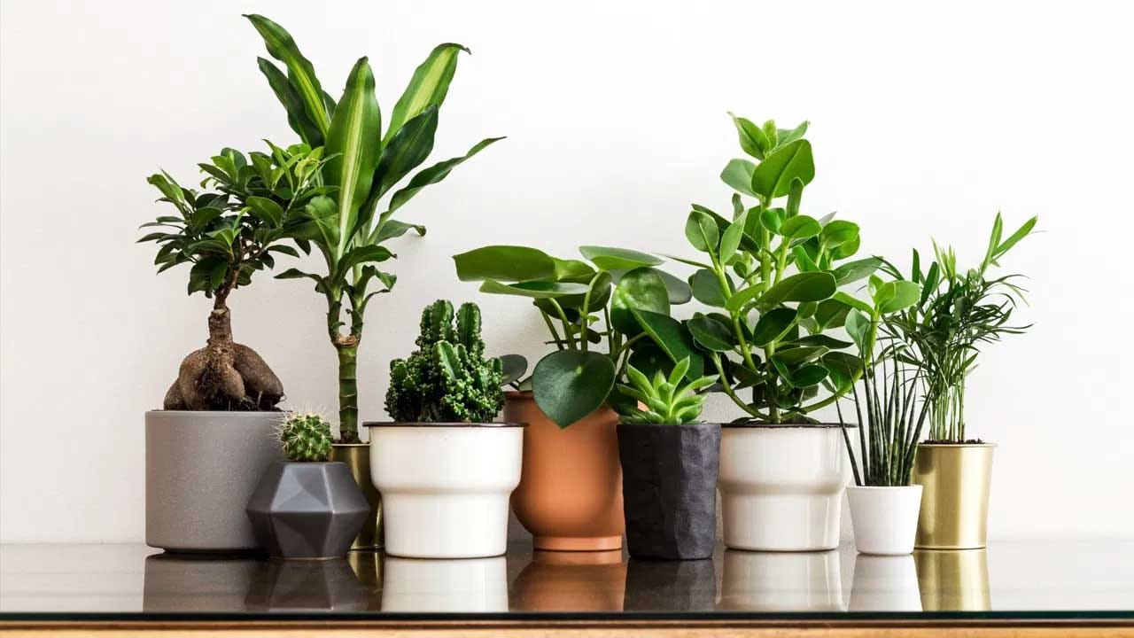 Plants 3