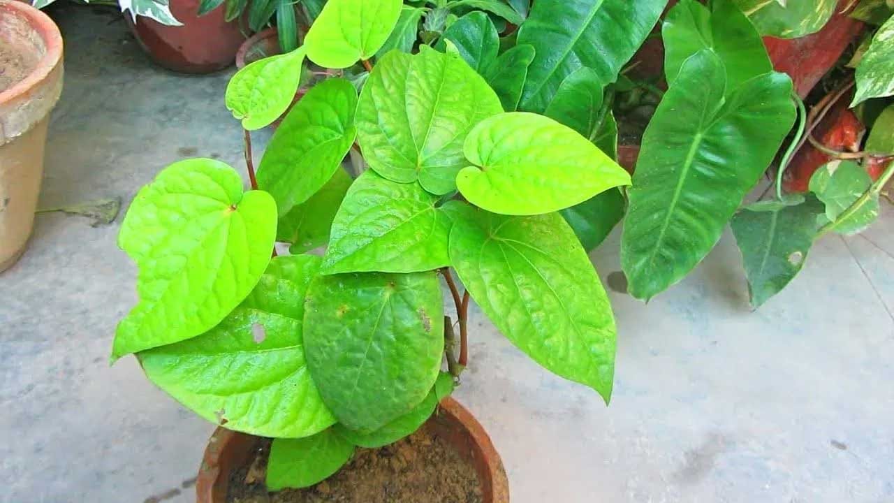 తమలపాకు మొక్క : వాస్తు శాస్త్రం ప్రకారం, ఆధ్యాత్మికంగా అన్నింట్లో తమల పాకును చాలా శుభప్రదంగా భావిస్తారు. ప్రతి శుభకార్యంలో దీనిని ఉపయోగిస్తారు. అయితే ఇది లక్ష్మీదేవికి ప్రీతికరమైనదిగా భావిస్తారు. అందువలన ఈ మొక్కను అస్సలే ఎవరికీ బహుమానంగా ఇవ్వకూడదంట.