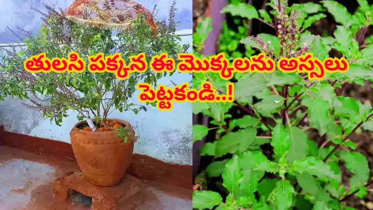 తులసి మొక్క పక్కన పొరపాటున కూడా ఈ మొక్కలను ఉంచకండి.. మీ ఈ చిన్న తప్పు భారీ నష్టానికి మూలం!