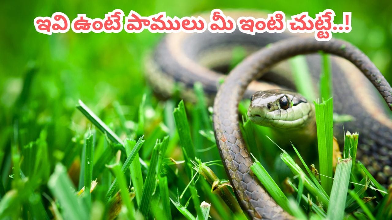 Snakes: ఇవి మీ ఇంట్లో ఉంటే పాములు పరిగెత్తుకుంటూ వస్తాయి.. లైట్ తీసుకుంటే అంతే సంగతులు..!