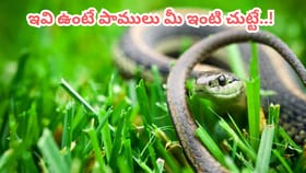 ఇవి మీ ఇంట్లో ఉంటే పాములు పరిగెత్తుకుంటూ వస్తాయి..!