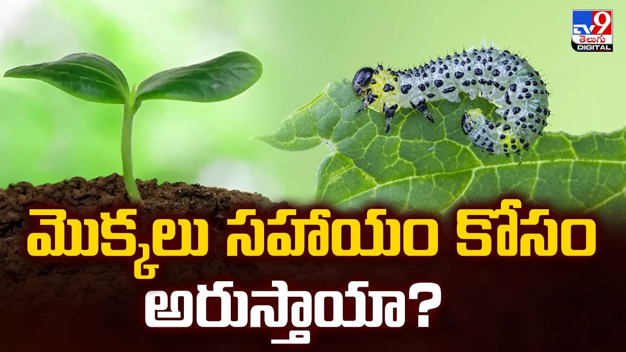 మొక్కలు సహాయం కోసం అరుస్తాయా? ప్రకృతి రహస్యాన్ని ఛేదించిన శాస్త్రవేత్తలు! మొక్కలు సహాయం కోసం అరుస్తాయా? ప్రకృతి రహస్యాన్ని ఛేదించిన శాస్త్రవేత్తలు!