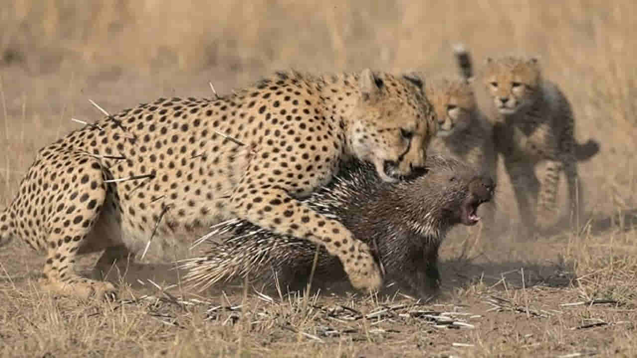 Wildlife: ముళ్ల పంది Vs చిరుతపులి.. తలపడితే గెలిచేది ఎవరు?