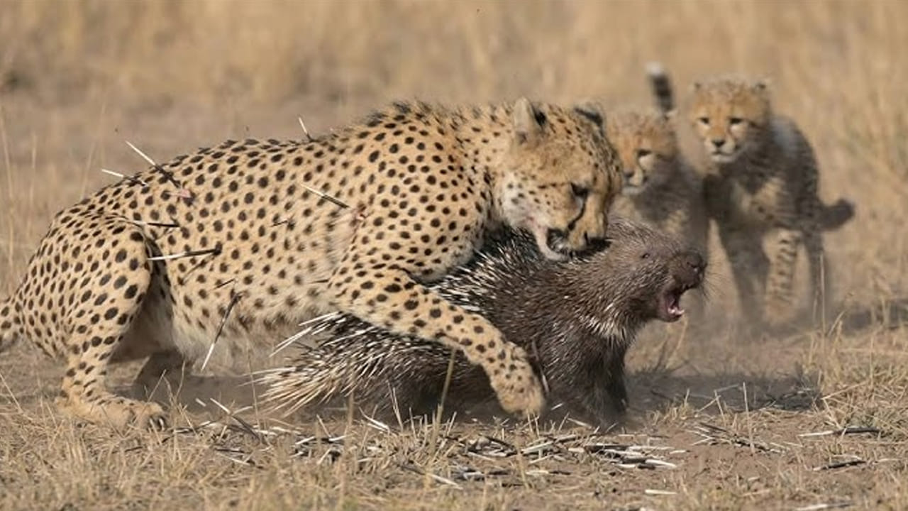 Wildlife: ముళ్ల పంది Vs చిరుతపులి.. తలపడితే గెలిచేది ఎవరు?