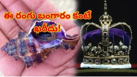 పర్పుల్ రంగు ధర వింటే షాక్ అవుతారు.. బంగారాన్ని కూడా మించిందట!