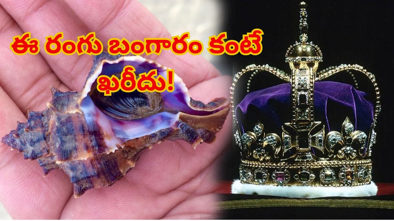 ఒకప్పుడు బంగారం కంటే విలువైంది.. కేవలం రాజులకే పరిమితం! ఆ పర్పుల్ రంగు వెనుక రహస్యం ఏంటో తెలుసా?
