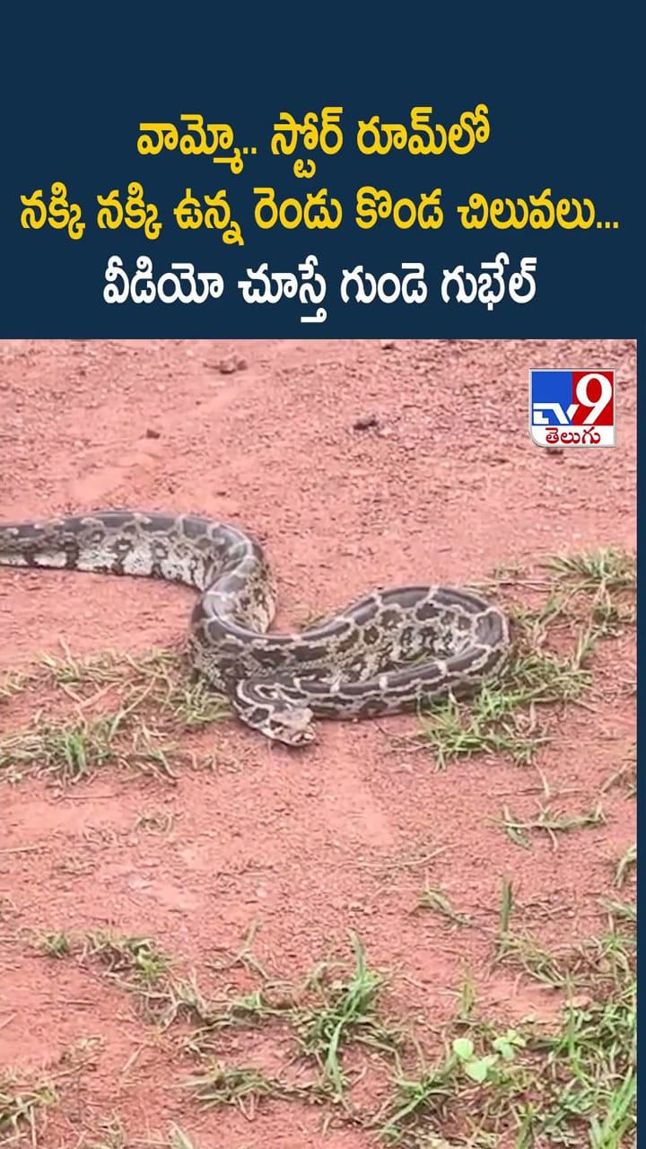 వామ్మో.. స్టోర్ రూమ్ లో నక్కి నక్కి ఉన్న రెండు కొండ చిలువలు... వీడియో చూస్తే గుండె గుభేల్