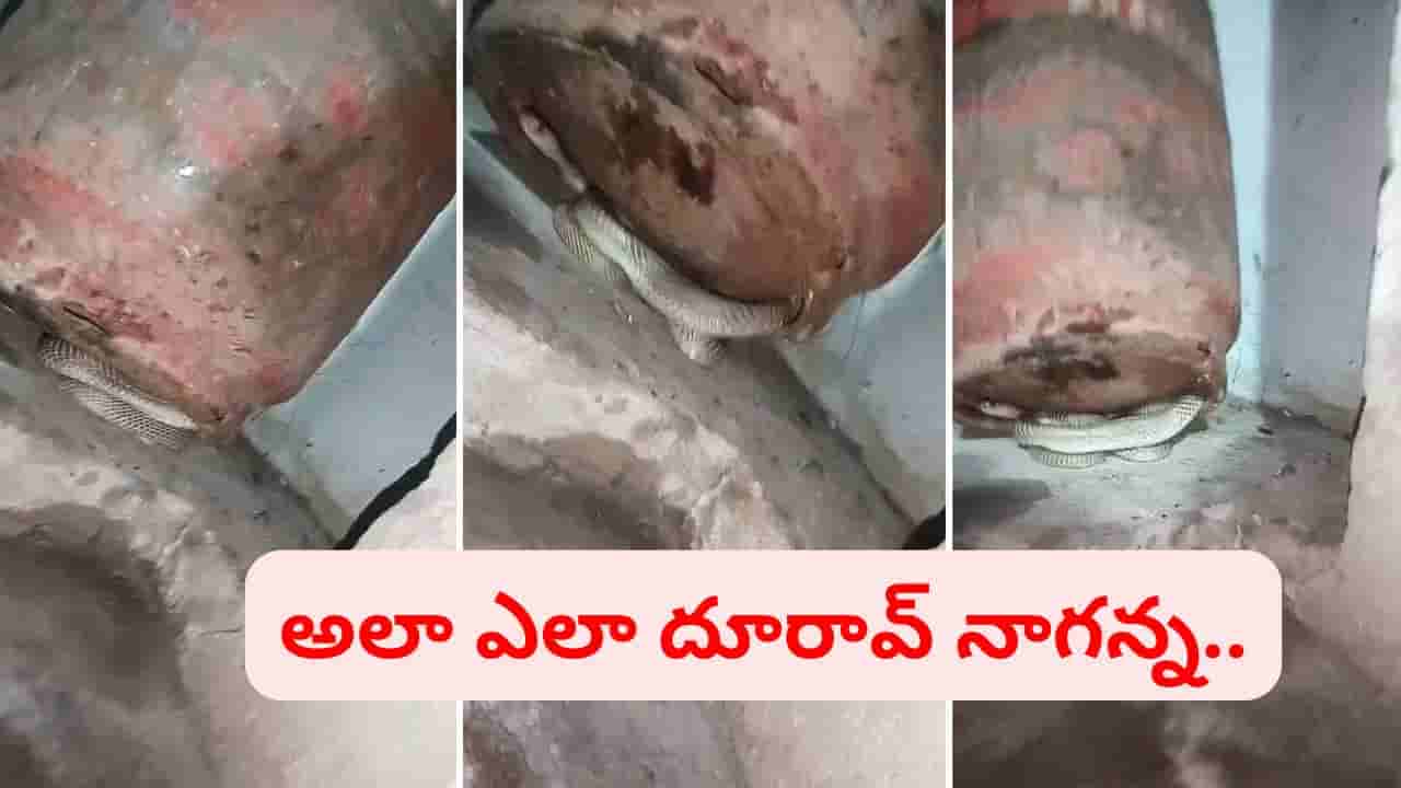 ఏంటి నాగన్న.. అలా ఎలా దూరావ్.. కాళ్ల దగ్గర తోక చూసి గుండె ఆగినంత పనైంది.. ఇదిగో వీడియో