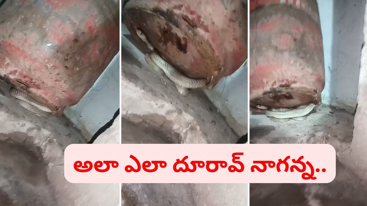 ఏంటి నాగన్న.. అలా ఎలా దూరావ్.. కాళ్ల దగ్గర తోక చూసి గుండె ఆగినంత పనైంది.. ఇదిగో వీడియో