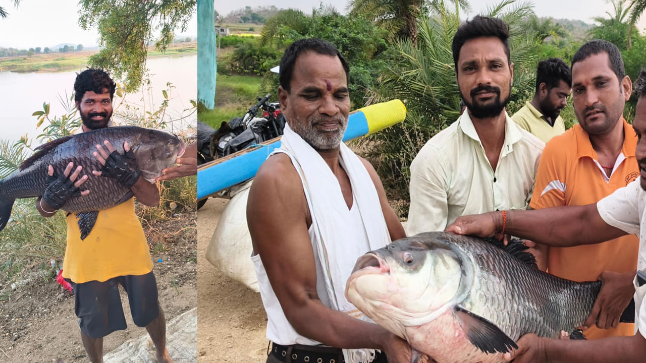 వింతను చూసేందుకు గ్రామస్థులు, తోటి జాలర్లు చెరువు వద్దకు పెద్ద సంఖ్యలో పోటెత్తారు. ఆ భారీ చేపను తిలకించడానికి, దానితో మొబైల్ ఫోన్లలో ఫోటోలు, వీడియోలు తీసుకోవడానికి పిల్లలు, పెద్దలు పోటీ పడ్డారు. చుట్టూ పక్కల ఊర్ల నుండి ప్రజలు చెరువు వద్దకు పోటెత్తారు.
