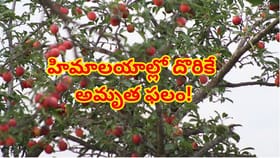 హిమాలయాల్లో దొరికే అరుదైన పండ్లు.. వీటి రుచి, ఆరోగ్య ప్రయోజనాలు